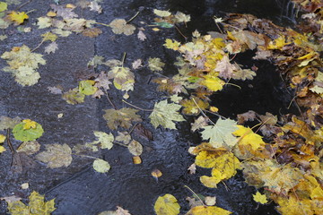 Autumn leaves lie on the asphalt