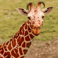 small giraffe in safari park