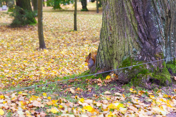 squirrel eat seed under tree