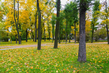 yellow leaf on ground in park at russia