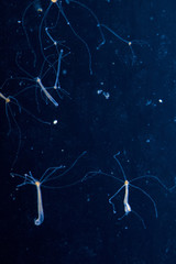 Obraz na płótnie Canvas Hydra vulgaris dark field. Underwater microcosm, Hydra feed.
