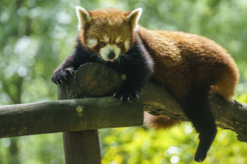 Red Panda Ailurus Fulgens Jerez De La Frontera Spain
