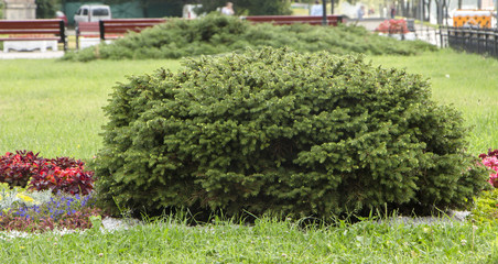 Decorative dwarf spruce Picea glauca close up