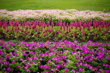 Obraz premium Flowers in the garden