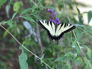 Backyard Butterfly