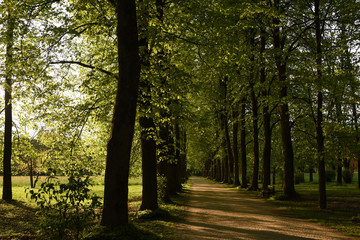 Trees in Villa Varda Park
