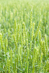 ears of green wheat in the field