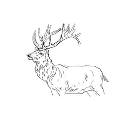 Hand drawn vector abstract fun cartoon Merry Christmas time drawing illustration design element with scandinavian deer sketch isolated on white background