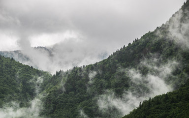 clouds hanging on a mountain forest