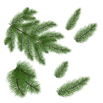 Set: fir branches. Fir tree branches for decoration. Drawing. Vector illustration. Eps 10.