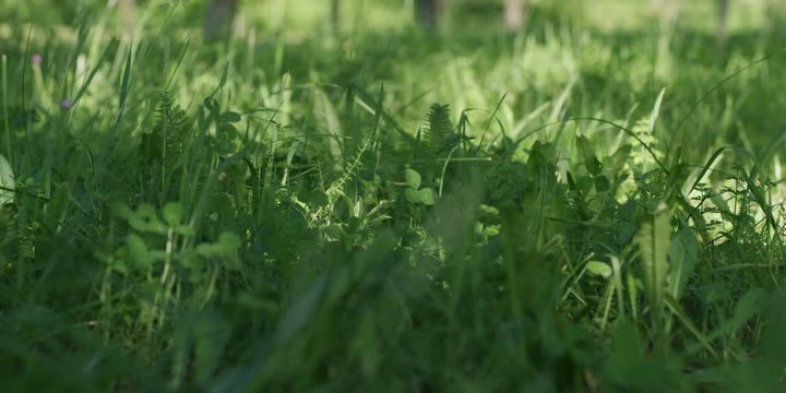 Lush green grass blows gently in the breeze. Shot on RED Epic W Helium 8K.