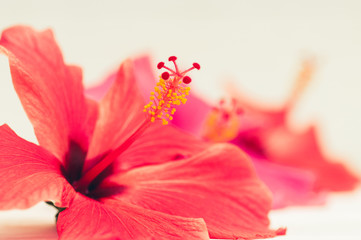 macro hibiscus flowers
