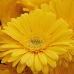 flower of beautiful yellow gerbera