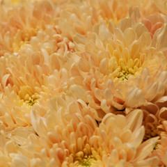 bouquet of yellow fluffy asters