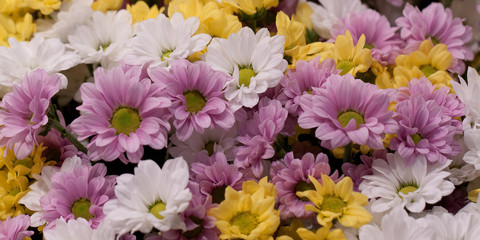 bright bouquet from multi-colored asters