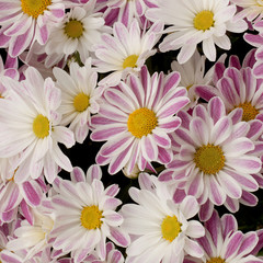 beautiful striped flowers densely growing on the lawn