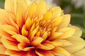 beautiful bright yellow dahlia flower