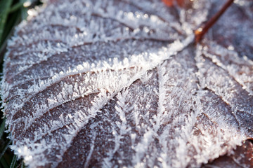 Fallen autumn leaf with frosted ice pattern
