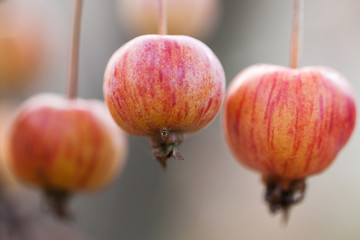 three small striped red yellow apples