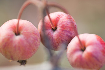 three small striped red yellow apples