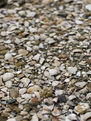 broken seashells covering the ground