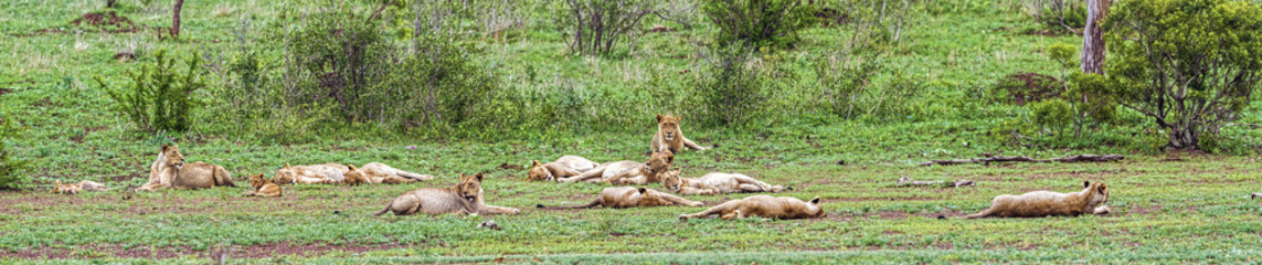 African lion in Kruger National park, South Africa