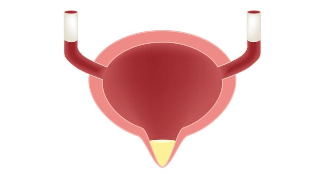 bladder with urine vector . organ