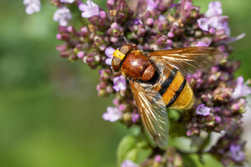 Hornissenschwebfliege