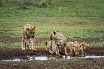African lion in Kruger National park, South Africa