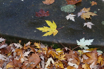 Autumn leaves lie on the asphalt