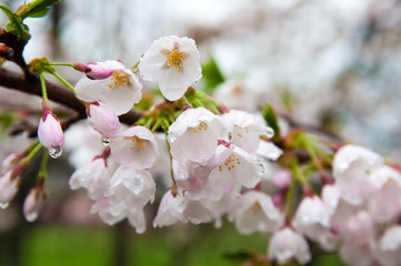 Obraz premium 雨露に濡れた桜
