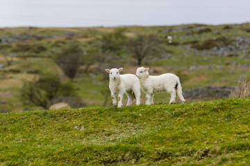 Fototapeta na wymiar A pair of Welsh mountain sheep lambs on a wild and rugged mountainous pasture in rural Bala North Wales