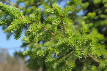 firtree branch, narrow focus