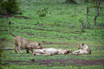 African lion in Kruger National park, South Africa