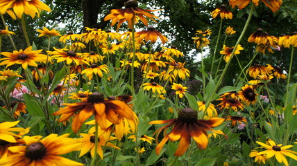 Yellow Coneflowers or (Rudbeckia) hirta summer