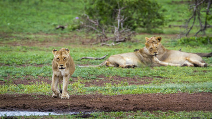 African lion in Kruger National park, South Africa