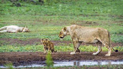 African lion in Kruger National park, South Africa