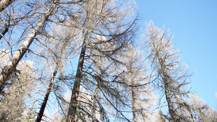 Larici con uno splendido cielo azzurro