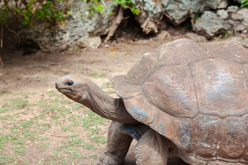 tortue terrestre géante, île Rodrigues, Maurice 