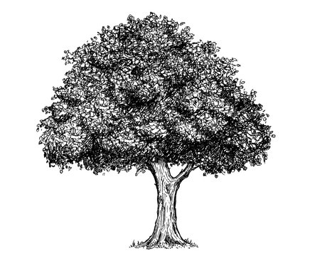 Vector Hand Drawing Drawn Tree