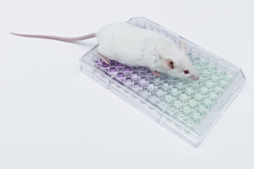 Experimental mice and science