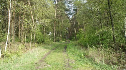 Road in Forest
