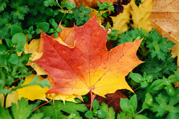 yellow leaves lie on the grass in the Park