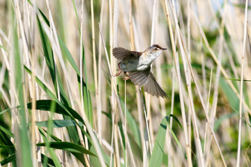 Paddyfield Warbler (Acrocephalus agricola).
