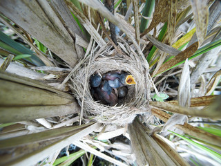 Acrocephalus agricola. The nest of the Paddyfield Warbler in nature.