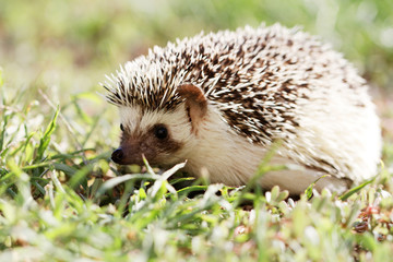 Naklejka premium African white- bellied hedgehog