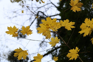 Beautiful autumn leaves / Beautiful autumn leaves on a tree in the forest