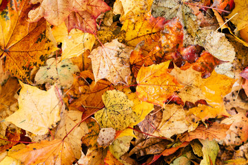 yellow leaves lie on the ground in the Park