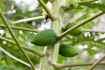 パパイヤの実（パパイア）