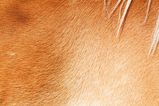 Brown horse fur background